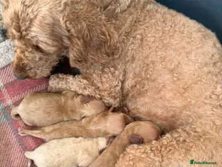 Cockapoo dogs Cockapoo f1 pups - Advert 2