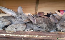 Continental Giant rabbits for sale: Beautiful Giant Continental Babies - Image 17