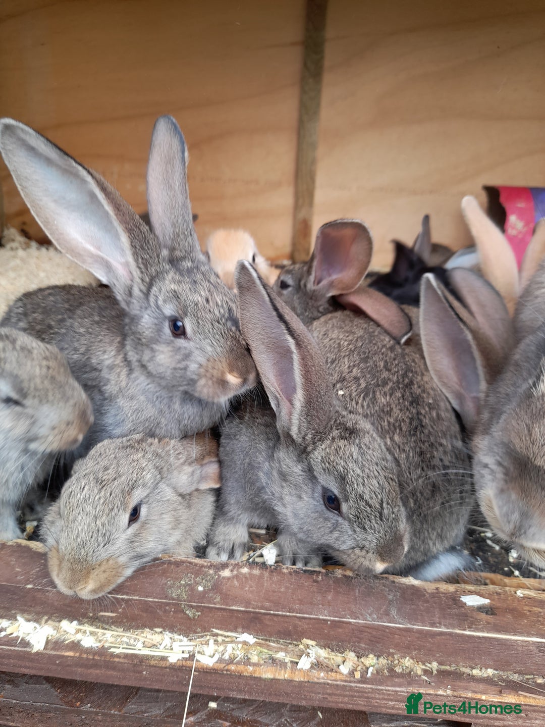 Continental Giant rabbits for sale: Beautiful Giant Continental Babies - Image 17