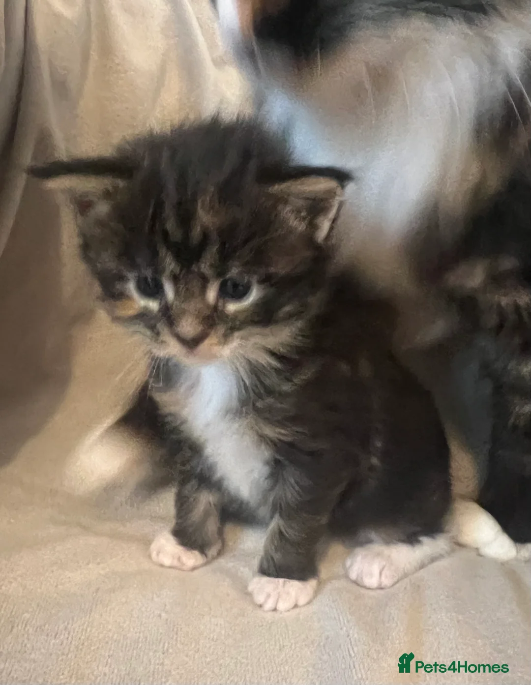 Maine Coon cats for sale: Beautiful and healthy litter of Maine coon kittens - Advert 7