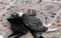Mixed Breed cats for sale: Playful kittens ready to leave! - Image 8