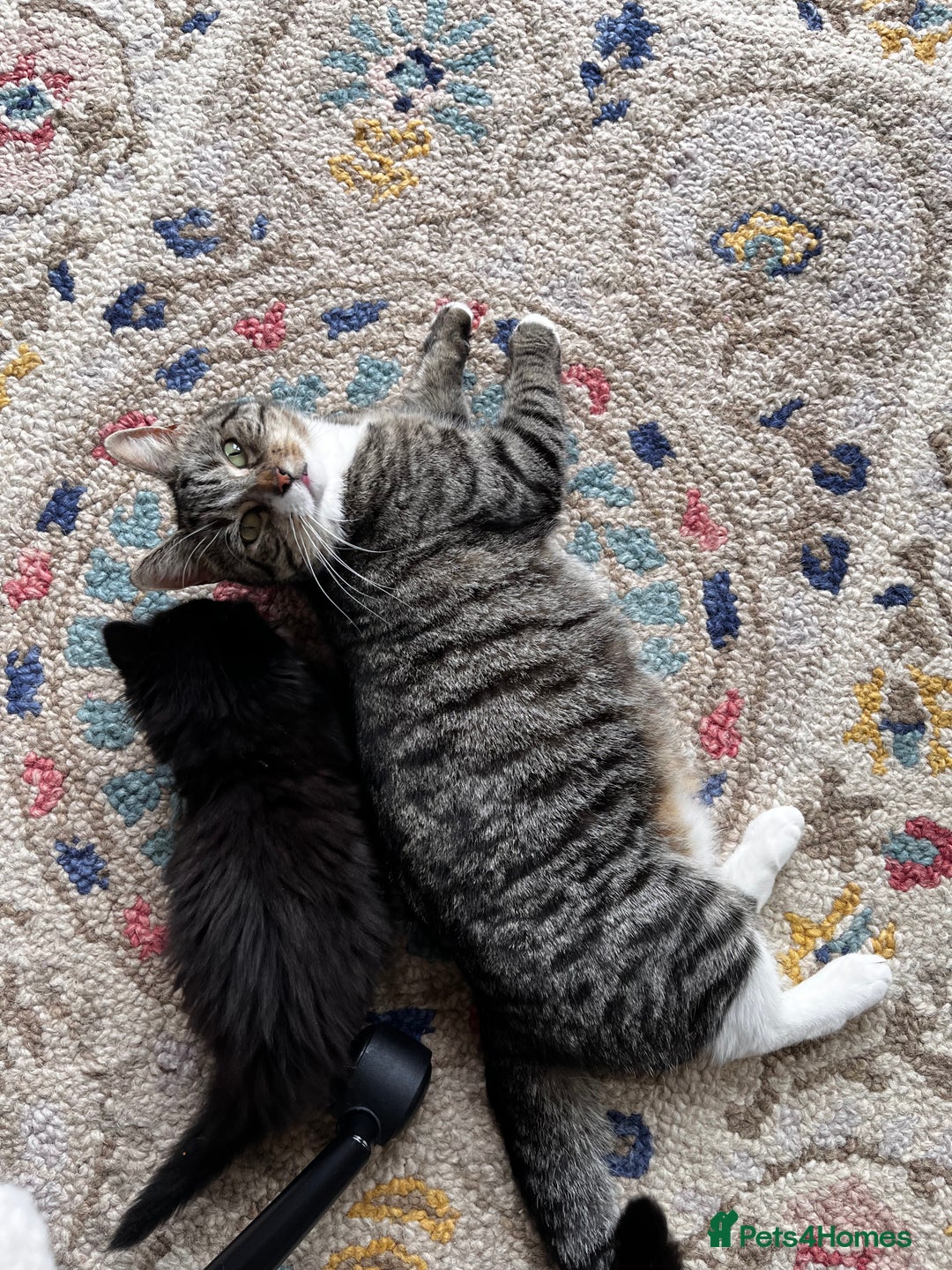 Mixed Breed cats for sale: Playful kittens ready to leave! - Image 8