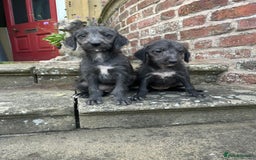 Bedlington Terrier dogs for sale: F1 Bedlington x Whippet puppies - Image 7