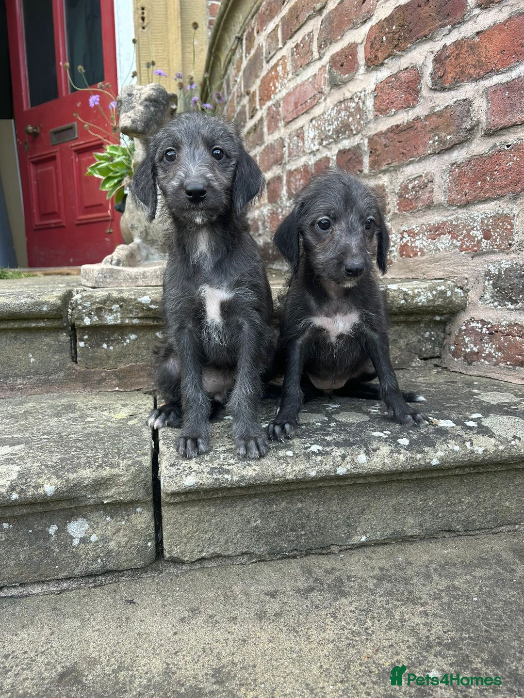 Bedlington Terrier dogs for sale: F1 Bedlington x Whippet puppies - Image 7