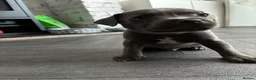 Staffordshire Bull Terrier dogs for sale: Stunning Blue Staffordshire Bull Terrier Puppies - Advert 5