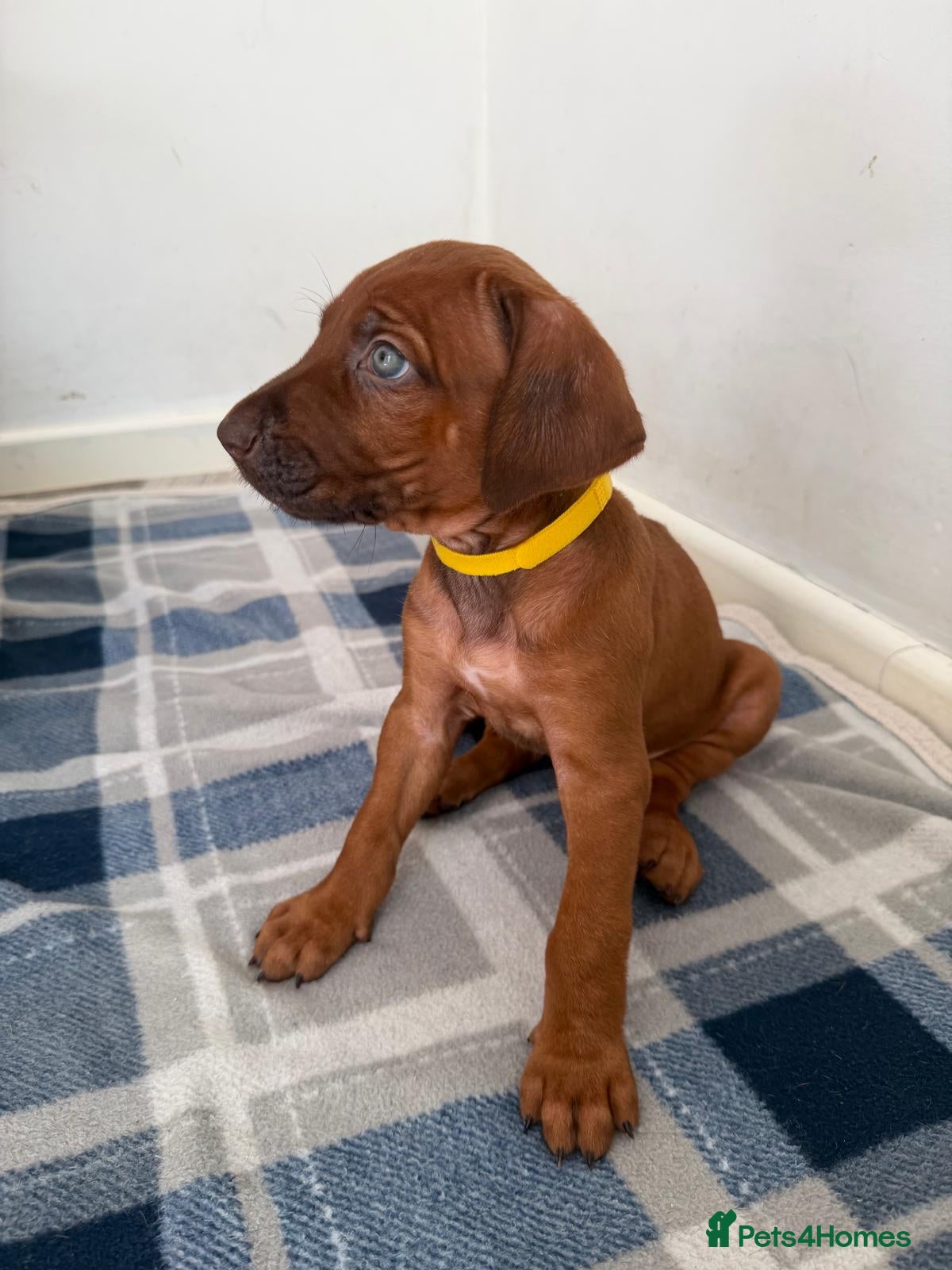 Rhodesian Ridgeback Puppy 8 - Yellow