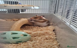 Hamster rodents for sale: Syrian Hamster & Setup - Image 1