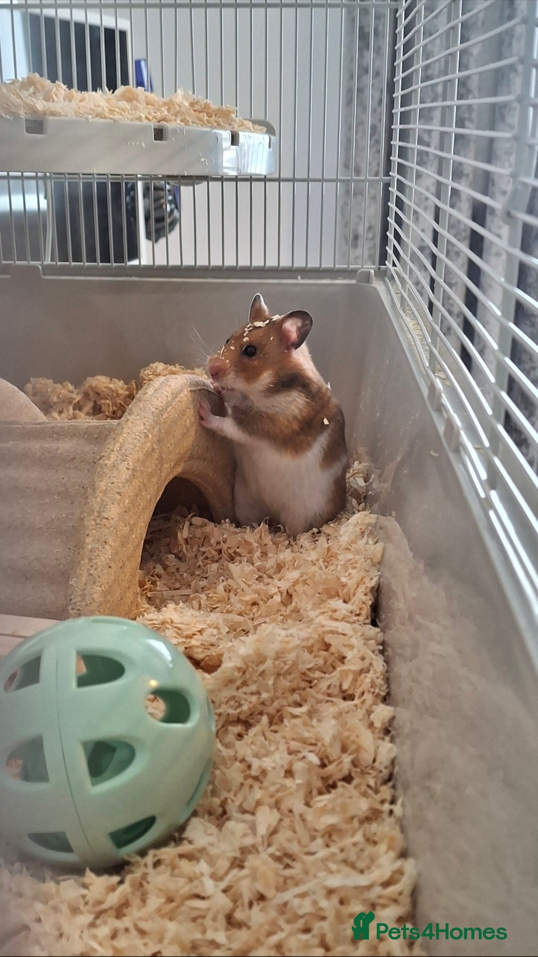 Hamster rodents for sale: Syrian Hamster & Setup - Image 1
