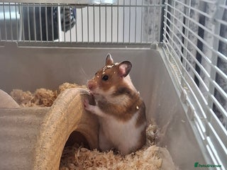 Hamster rodents for sale - Advert 1