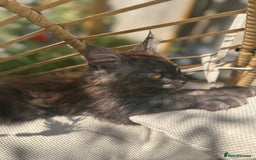 Maine Coon cats for sale: Stunning Black Smoke TiCA kittens  - Image 13