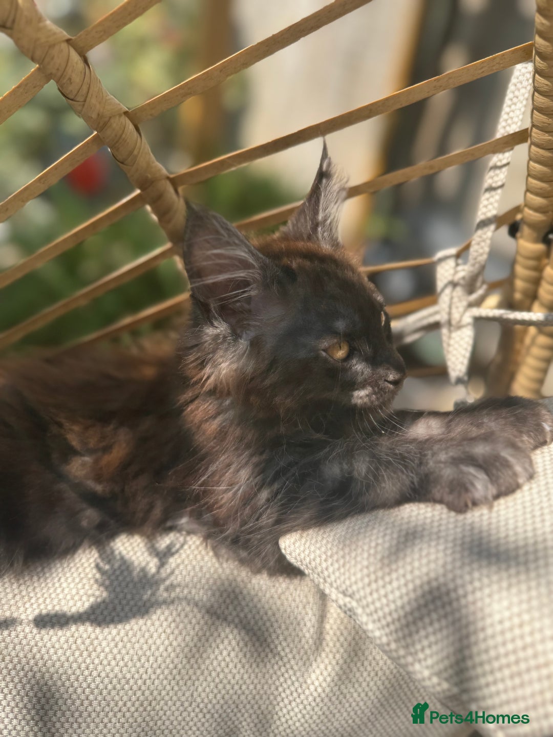 Maine Coon cats for sale: Stunning Black Smoke TiCA kittens  - Image 13