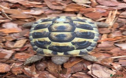 Hermann Tortoise reptiles for sale: 2022-24 Hermanns tortoises for sale - Image 3