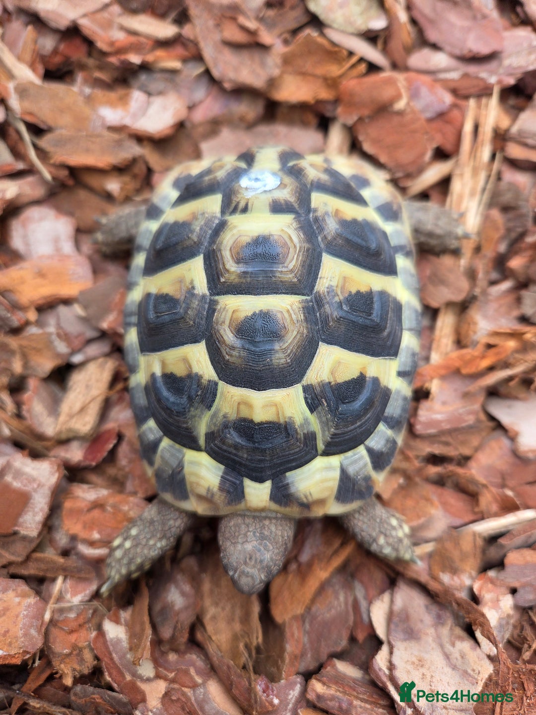 Hermann Tortoise reptiles for sale: 2022-24 Hermanns tortoises for sale - Image 3