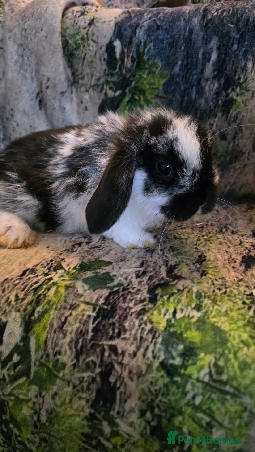 Mini Lop rabbits for sale: Mini Lop Baby rabbits - Advert 1