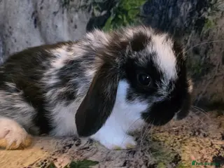 Mini Lop rabbits Mini Lop Baby rabbits - Advert 3