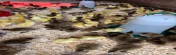 Ducks poultry for sale: Day old ducklings Khaki Campbell & cherry valley  - Advert 3