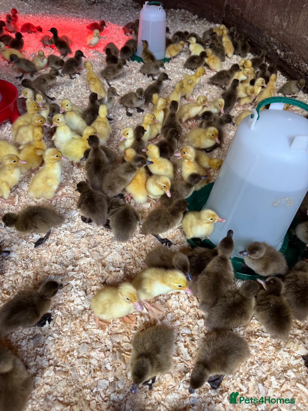 Ducks poultry for sale: Day old ducklings Khaki Campbell & cherry valley  - Advert 3