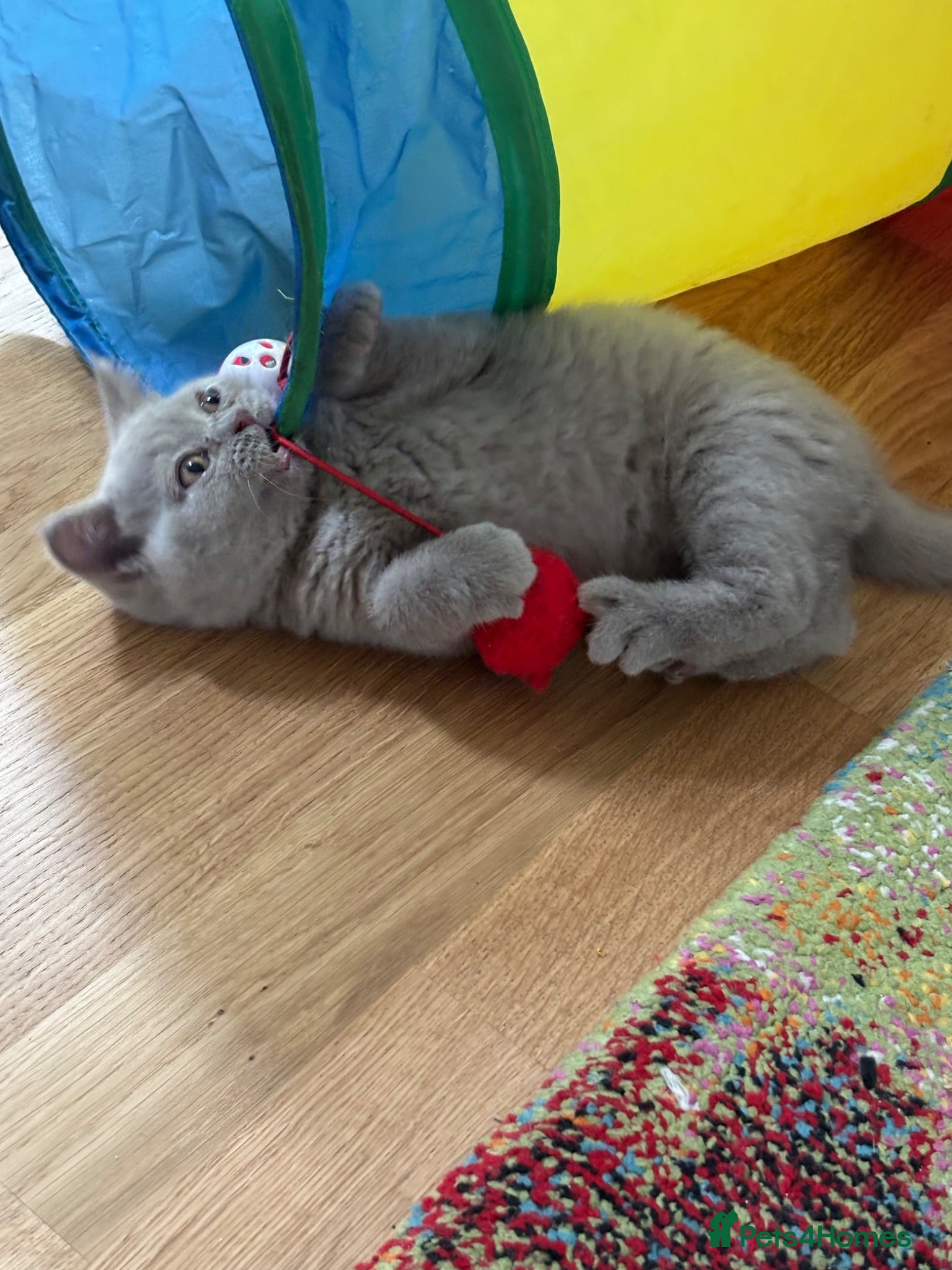 British Shorthair cats Beautiful Bsh&scottish fold - Advert 6