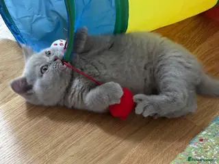 British Shorthair cats Beautiful Bsh&scottish fold - Advert 2