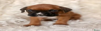 Boxer 5