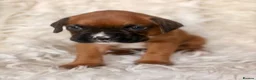 Boxer dogs for sale: Beautiful chunky boxer puppies in Tredegar - Advert 5