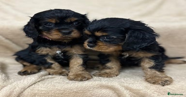 Cavalier King Charles Spaniel dogs - Advert 8