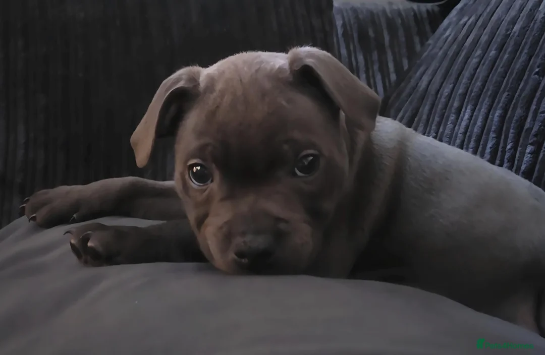Staffordshire Bull Terrier dogs for sale: Staffordshire Bull Terrier in Caernarfon - Advert 1