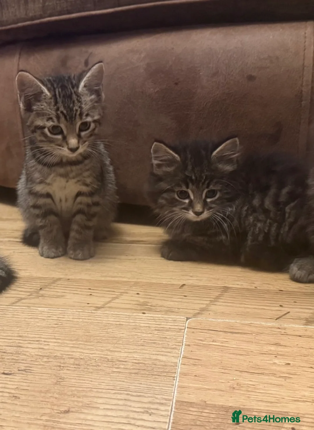Bengal cats for sale: One bengal kitten and one Norwegian forest kitten - Advert 4