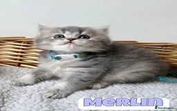 British Shorthair cats for sale: 🧡💙 British Longhair Babies 💙🧡 - Image 8