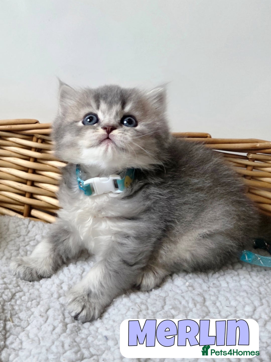 British Shorthair cats for sale: 🧡💙 British Longhair Babies 💙🧡 - Image 8