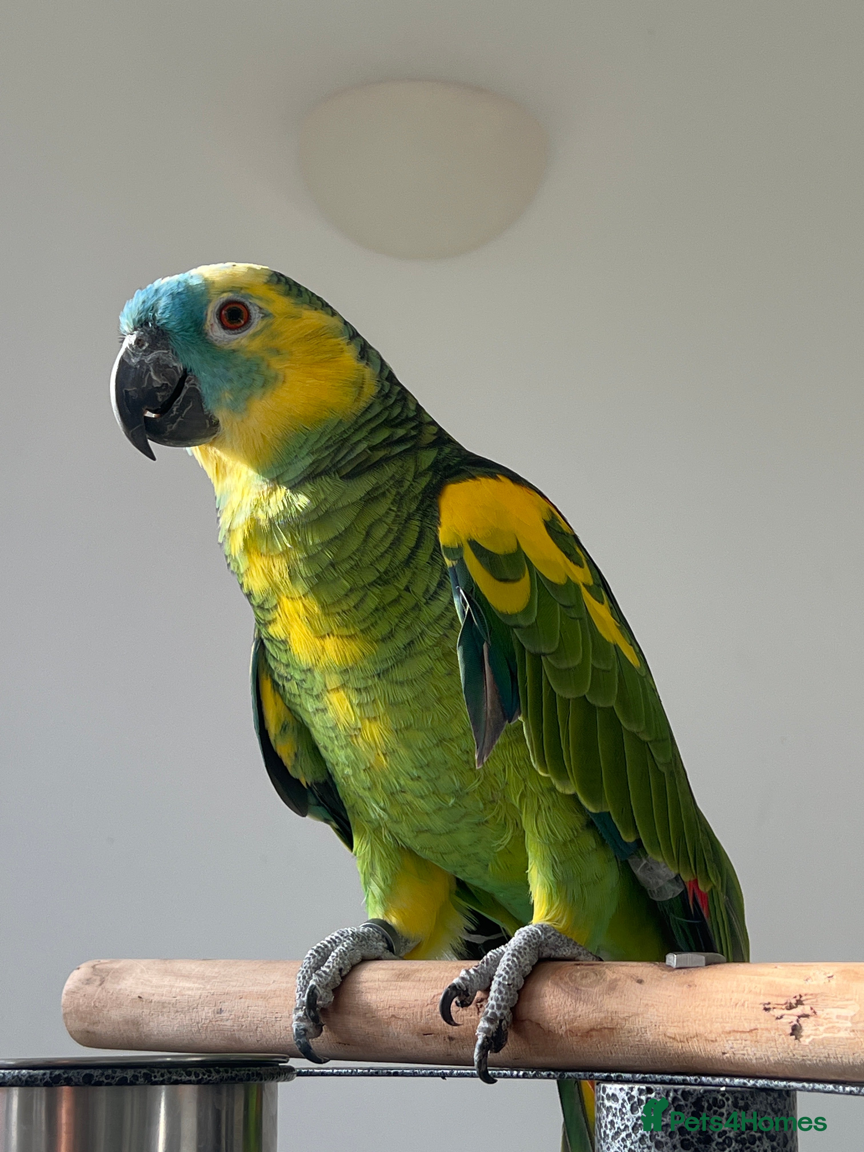 Other/Mixed Breed fish London  in Harrow - Advert 2