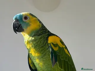 Other/Mixed Breed fish London in Harrow - Advert 2