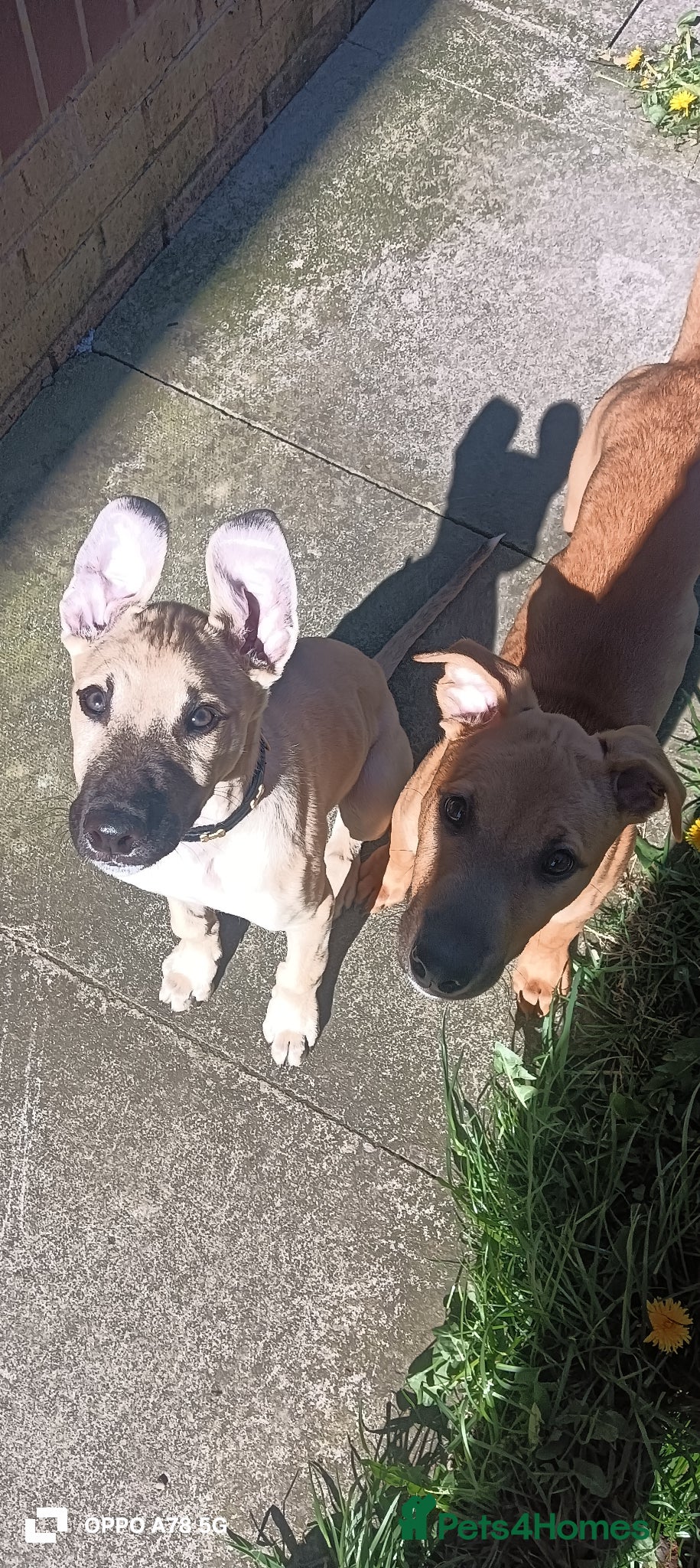 Lurcher dogs 2 lovely lurcher boys need new homes. - Advert 2