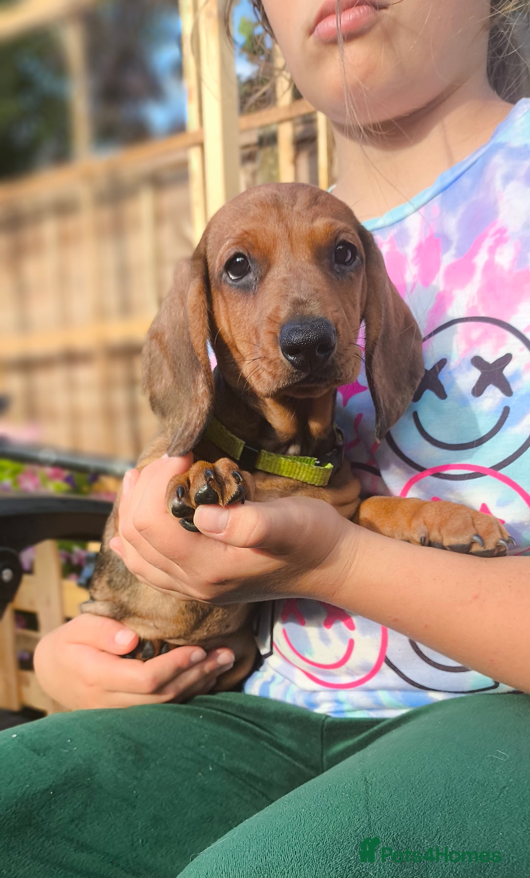 Dachshund dogs for sale: READY NOW-Champions Line Standard Dachshund KC REG in Coventry - Image 18
