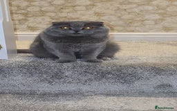 Scottish Fold cats for sale: Ell profile  - Advert 4