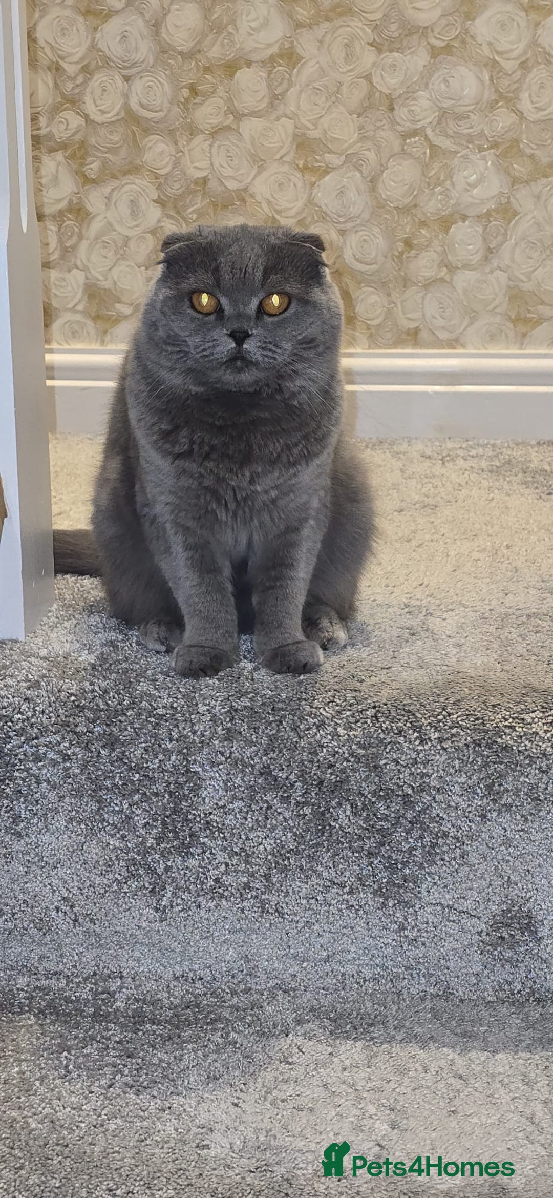 Scottish Fold cats for sale: Ell profile  - Advert 4