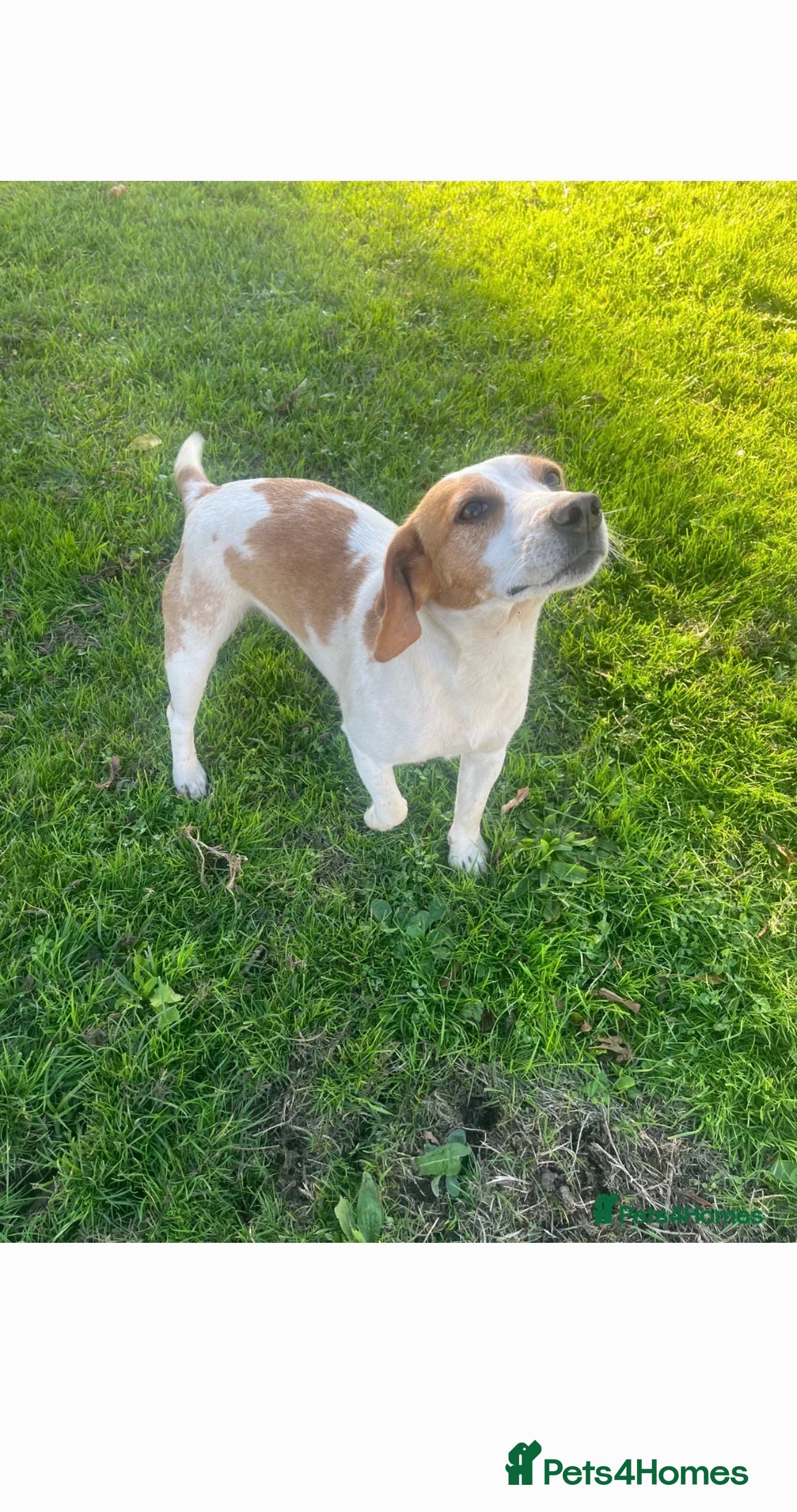 Beagle dogs full english beagle needs rehoming  - Advert 6