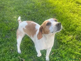 Beagle dogs full english beagle needs rehoming - Advert 1