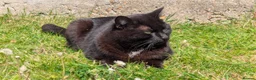 Mixed Breed cats for sale: adult female cat for sale - Advert 1