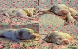 Cockapoo dogs for sale: Gorgeous F2B Cockapoo puppies  - Image 28