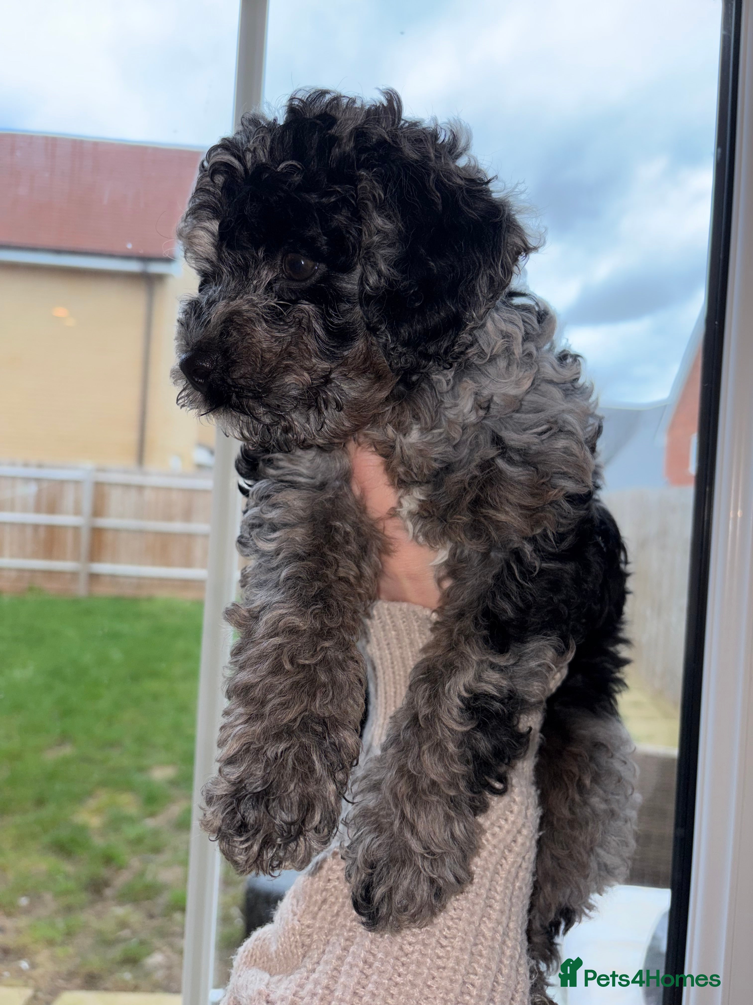 Cavapoo dogs F1 B Cavapoo’s - Advert 10