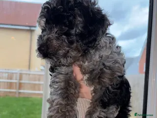 Cavapoo dogs F1 B Cavapoo’s - Advert 10