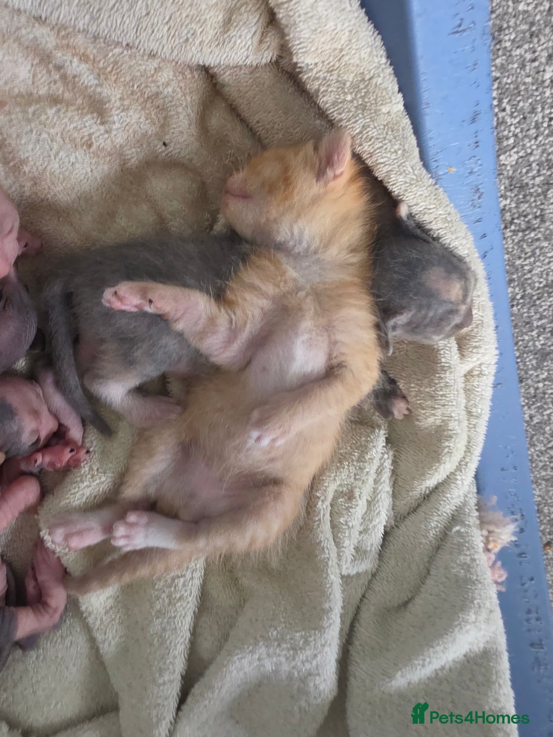 Sphynx cats for sale: Ginger Male Kitten Sphynx x Devon Rex Elf Mix in Hartlepool - Image 12