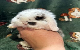 Mini Lop rabbits for sale: Beautiful Baby Mini lops ready now  - Image 4