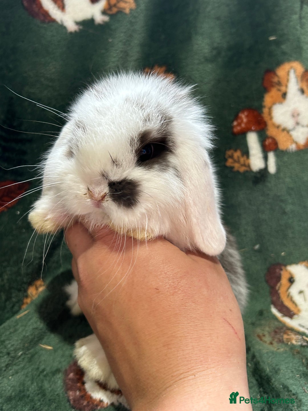 Mini Lop rabbits for sale: Beautiful Baby Mini lops ready now  - Image 4