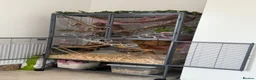 Rat rodents for sale: Double critter nation and large Perspex base  in Liverpool - Advert 3