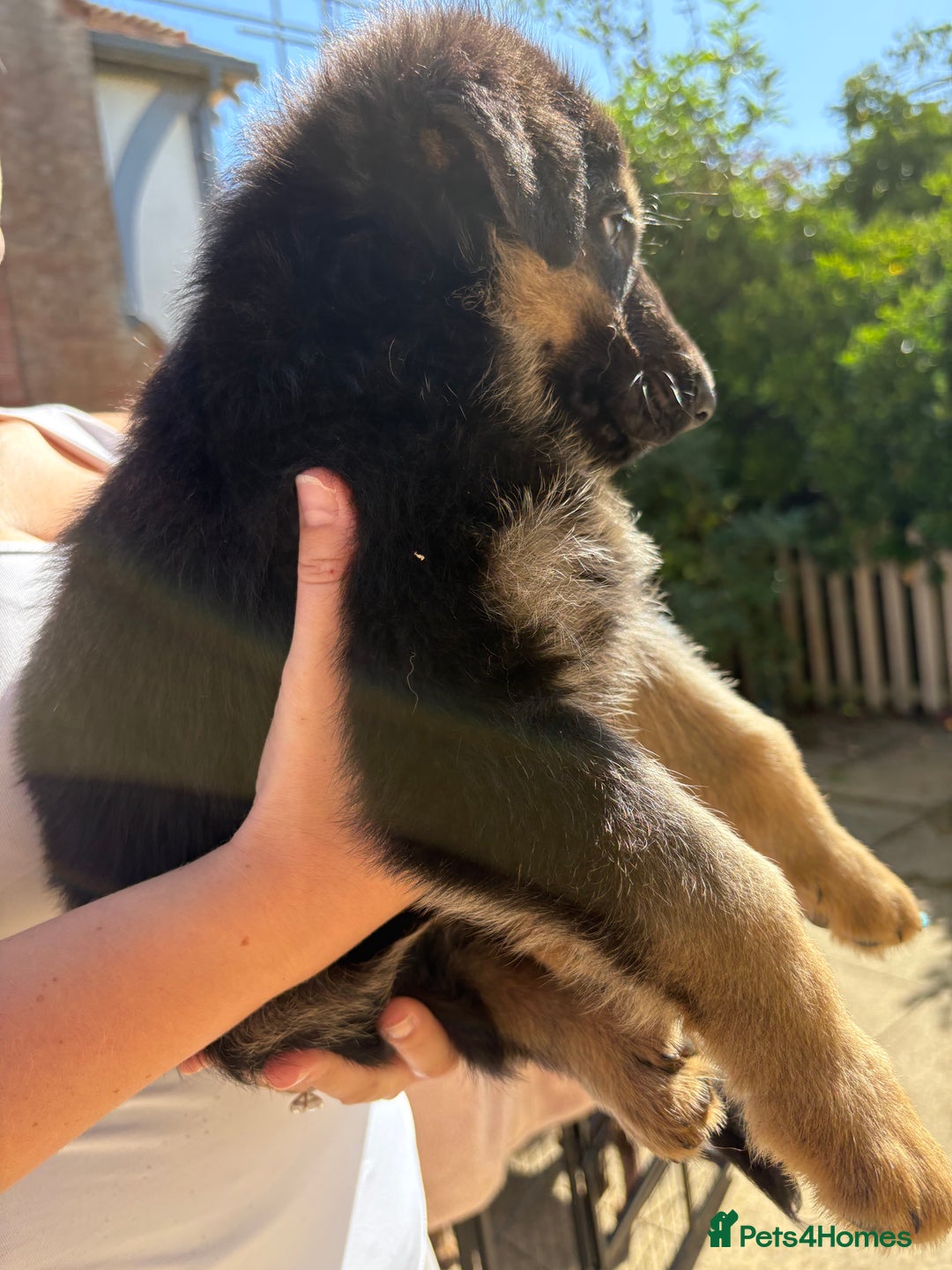 German Shepherd dogs for sale: German Shepherd Puppies - Image 5