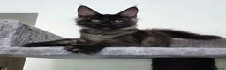 Maine Coon cats for sale: Maine Coon Kittens Fife Registered  - Advert 9