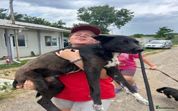 Mixed Breed dogs for adoption: Bethany -Norwich Norfolk  - Image 1