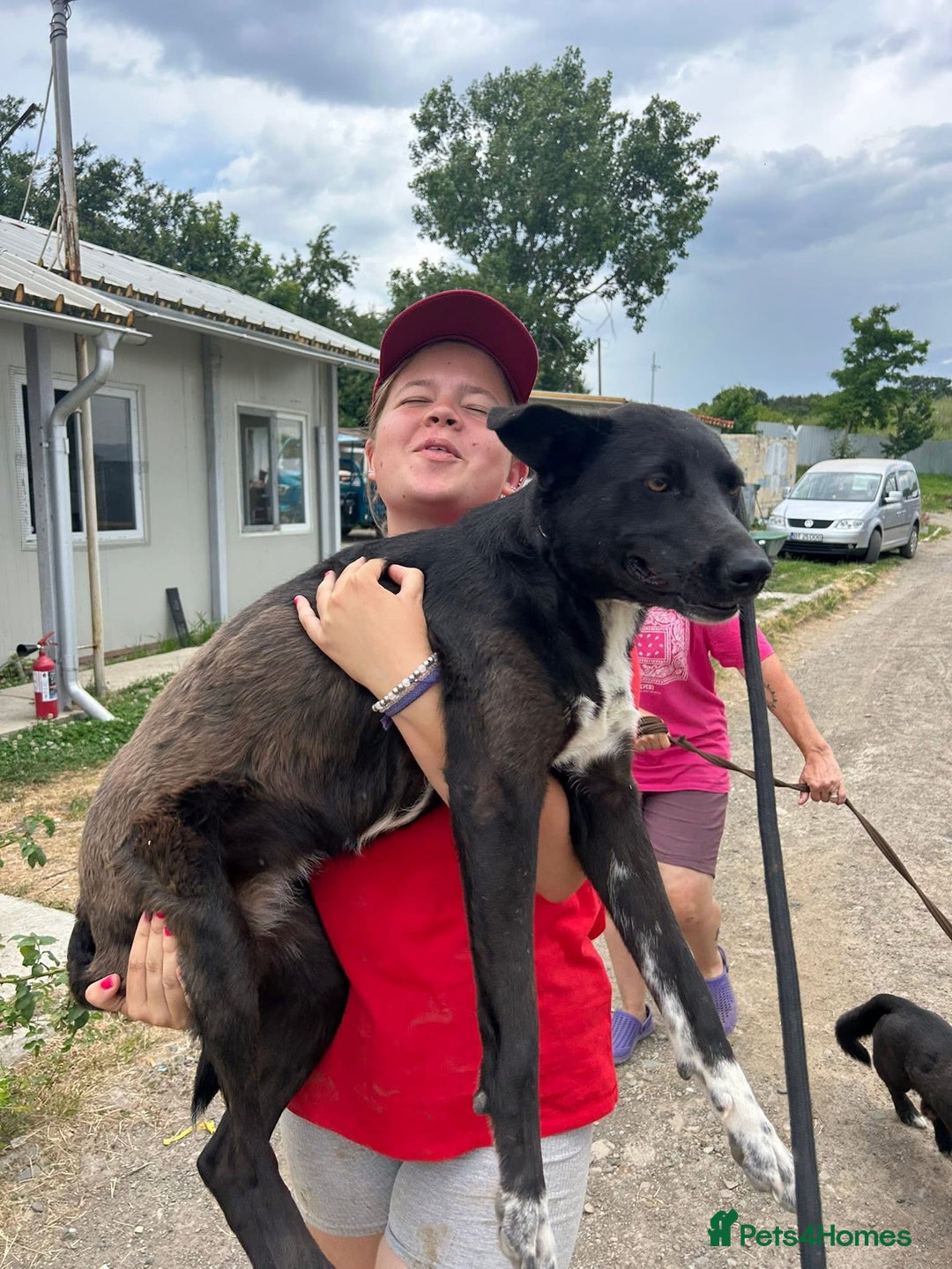 Mixed Breed dogs for adoption: Bethany -Norwich Norfolk  - Image 1